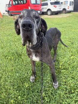 Chief -  Great Dane Dog for Adoption in Wooster, Ohio - Chief | PetCurious