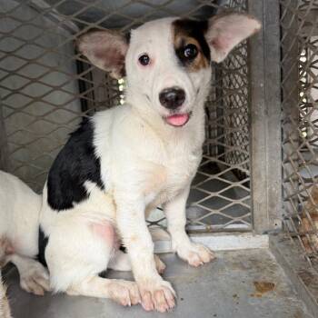 Honeycomb -  Cardigan Welsh Corgi and Husky Dog for Adoption in Edinburg, Texas - Honeycomb | PetCurious