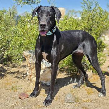 Great Dane Dogs Available for Adoption in Tehachapi, California - Storm | PetCurious