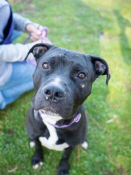 Mixed Breed Dogs Available for Adoption in Chamblee, Georgia - Mahi | PetCurious