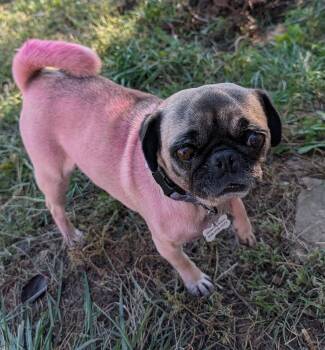 Suki -  Pug Dog for Adoption in Benton, Kansas - Suki | PetCurious