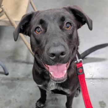 Rescue Cattle Dog Dogs for Adoption in Las Vegas, Nevada - Petunia Rez AZ PDR | PetCurious