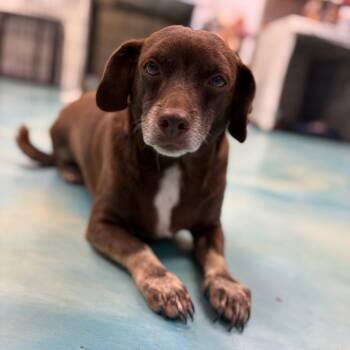 Chihuahua Dogs Available for Adoption in Corpus Christi, Texas - Benjamin Button | PetCurious