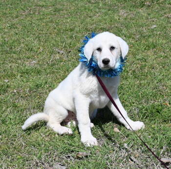 Rescue Akbash and Great Pyrenees Dogs for Adoption in Whitewright, Texas - Emma | PetCurious