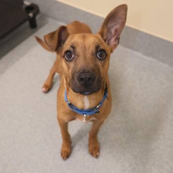 Chihuahua Dogs Available for Adoption in Briarcliff Manor, New York - Bambi | PetCurious