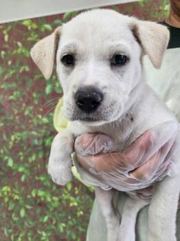Lorelai -  Labrador Retriever and Mixed Breed Dog for Adoption in San Antonio, Texas - Lorelai | PetCurious