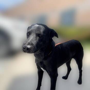 Lilianna -  Black Labrador Retriever and Mixed Breed Dog for Adoption in Reno, Nevada - Lilianna | PetCurious