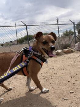 Chihuahua Dogs Available for Adoption in Phoenix, Arizona - Sizzle | PetCurious