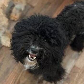 Poodle Dogs Available for Adoption in Helena, Alabama - Oreo | PetCurious