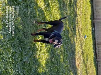 Rescue Coonhound and Hound Dogs for Adoption in Fort Wayne, Indiana - Manny | PetCurious