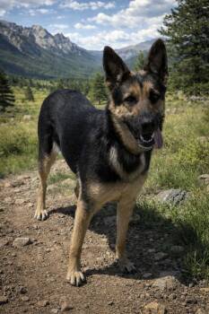 Z -  Shepherd Dog for Adoption in Hot Springs, South Dakota - Z | PetCurious