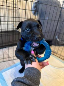 Pit Bull Terrier and American Staffordshire Terrier Dogs Available for Adoption - Wally | PetCurious