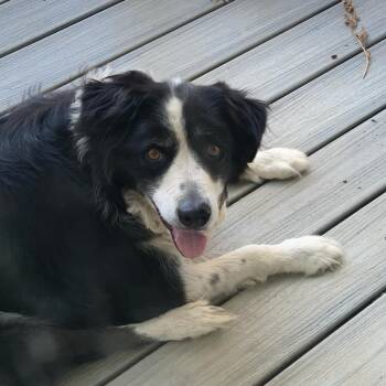 Rescue Border Collie Dogs for Adoption in Lexington, Kentucky - Lola | PetCurious