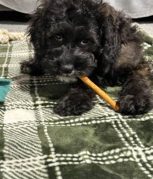 Jovie black tan 9 lbs -  Cockapoo Dog for Adoption in Antwerp, Ohio - Jovie Black Tan 9 Lbs | PetCurious