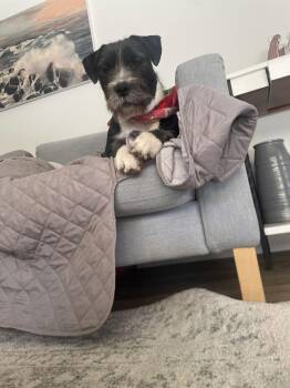 Terrier Dogs Available for Adoption - Lady | PetCurious