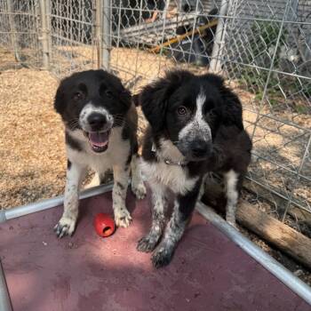 Aphrodite -  Border Collie and Mixed Breed Dog for Adoption in Madison, Wisconsin - Aphrodite | PetCurious