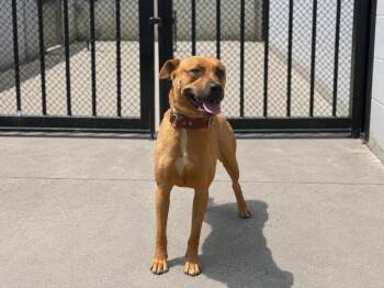 Brollie -  Shepherd and Mixed Breed Dog for Adoption in Orangeburg, South Carolina - Brollie | PetCurious