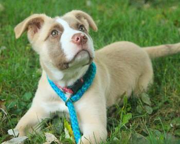 Ram -  Akita and Terrier Dog for Adoption - Ram | PetCurious