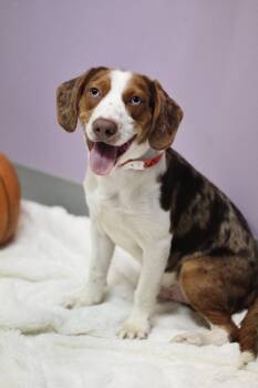 Trocadero in NH. Come Meet our Adoptable Dogs Wednesday-Saturday -  Basset Hound Dog for Adoption in Manchester, New Hampshire - Trocadero In NH. Come Meet Our Adoptable Dogs Wednesday-Saturday | PetCurious