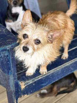 Rescue Chihuahua Dogs for Adoption in Chattanooga, Tennessee - Sophie | PetCurious