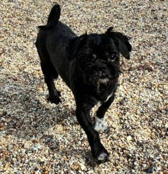 Shih Tzu and Mixed Breed Dogs Available for Adoption in New Orleans, Louisiana - Grumpy | PetCurious