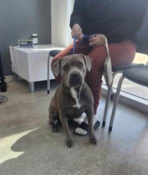 Pit Bull Terrier and Mixed Breed Dogs Available for Adoption - T`Pol | PetCurious