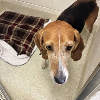 Minnie -  Hound Dog for Adoption in Windsor, Virginia - Minnie | PetCurious