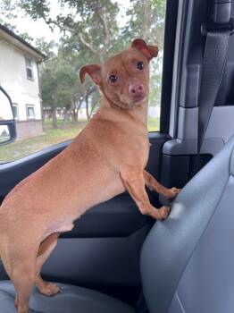 Rescue German Pinscher and Chihuahua Dogs for Adoption in Rockport, Texas - Duck Norris | PetCurious
