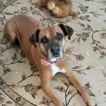 Boxer Dogs Available for Adoption in Warren, Rhode Island - Sabine | PetCurious
