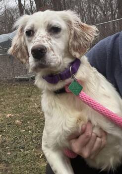 Setter and English Setter Dogs Available for Adoption - Victoria | PetCurious