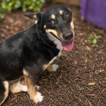 Bria -  Corgi and Cattle Dog Dog for Adoption in Boerne, Texas - Bria | PetCurious
