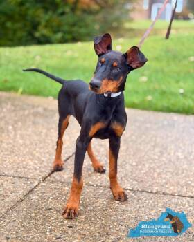 KatieRaye -  Doberman Pinscher Dog for Adoption in Louisville, Kentucky - KatieRaye | PetCurious