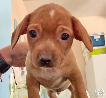 Dax -  Chihuahua Dog for Adoption in Washington, District Of Columbia - Dax | PetCurious