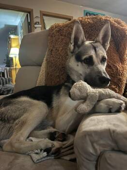 German Shepherd Dog and Husky Dogs Available for Adoption in Markham, Ontario - Kemp | PetCurious