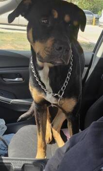 MIKE -  Rottweiler Dog for Adoption in San Antonio, Texas - MIKE | PetCurious