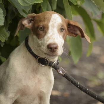 Benita -  Hound Dog for Adoption in Lambertville, New Jersey - Benita | PetCurious