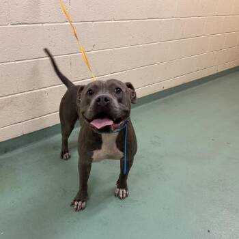 Friday -  Mixed Breed Dog for Adoption in Memphis, Tennessee - Friday | PetCurious