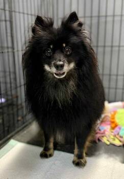 Rescue Pomeranian Dogs for Adoption in Holly Springs, North Carolina - Ralph | PetCurious
