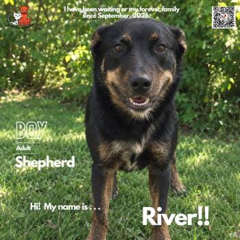 River -  Shepherd Dog for Adoption in Westminster, California - River | PetCurious