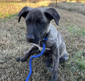 Rescue Mixed Breed Dogs for Adoption in New York, New York - Caribou (p) | PetCurious