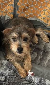 Scout -  Terrier and Dachshund Dog for Adoption in Bella Vista, Arkansas - Scout | PetCurious