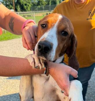 Tammy -  American Foxhound and Hound Dog for Adoption in Columbia, Maryland - Tammy | PetCurious