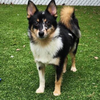 Hunter -  Husky and Pomeranian Dog Available for Adoption in Bedford, New Hampshire - Hunter | PetCurious