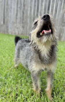 Bulma -  Border Terrier and Schnauzer Dog for Adoption in Rosenberg, Texas - Bulma | PetCurious