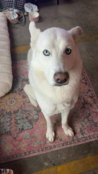 Appy -  Siberian Husky and Mixed Breed Dog for Adoption in Kansas City, Missouri - Appy | PetCurious