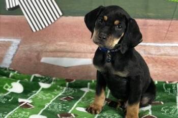 Hound and Mixed Breed Dogs Available for Adoption - Blitz | PetCurious