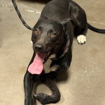 Pretzel -  Black Labrador Retriever and Mixed Breed Dog for Adoption in Yuma, Arizona - Pretzel | PetCurious