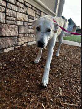 Rescue Labrador Retriever Dogs for Adoption in Okmulgee, Oklahoma - Sage | PetCurious
