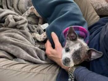 Chihuahua Dogs Available for Adoption in Palo Alto, California - OREO MILKSHAKE | PetCurious