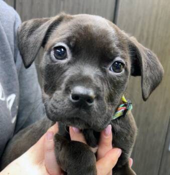 American Bulldog Dogs Available for Adoption - Olive (AO35515) | PetCurious